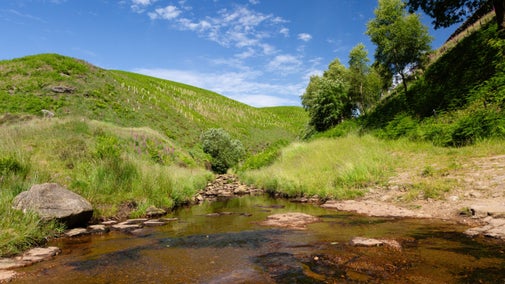 Hillside in Close Moss, Marsden Moor with tree planting